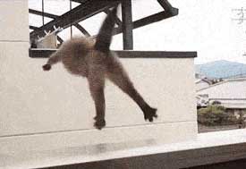 【ハプニングGIF画像】ドジな動物たちの行動が可愛すぎて癒され笑かされちゃうｗｗ