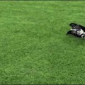 【動物ハプニングGIF画像】思わずにやけてしまう動物たちのハプニングが可愛すぎｗｗ